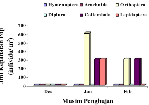 Gambar 4.5 Jumlah Kepadatan Populasi Makrofauna Permukaan  Tanah (Individu/ m2) di Bawah Tanaman Kacang Tanah 