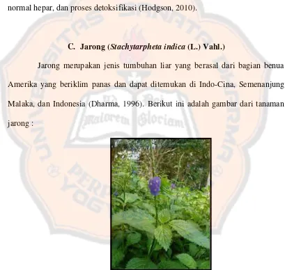 Gambar 2. Tanaman Jarong (Stachytarpheta indica (L.) Vahl.) (Dokumentasi pribadi,      2015) 