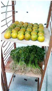 Gambar 4.11. Kondisi buah dan sayur pada hari kedua didalam ruangan 