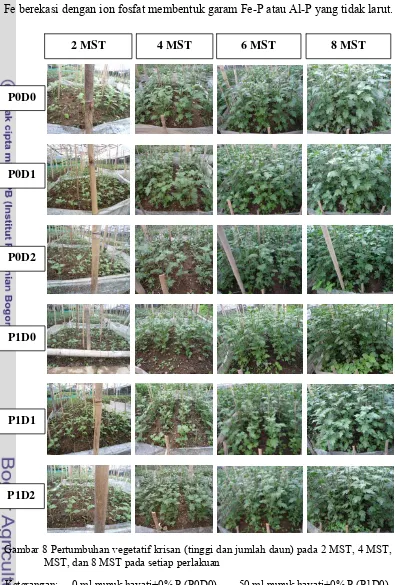 Gambar 8 Pertumbuhan vegetatif krisan (tinggi dan jumlah daun) pada 2 MST, 4 MST, 6 