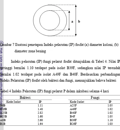 Gambar 7 Ilustrasi penetapan Indeks pelarutan (IP) fosfat (a) diameter koloni, (b)  