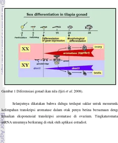 Gambar 1 Diferensiasi gonad ikan nila (Ijiri et al. 2008). 