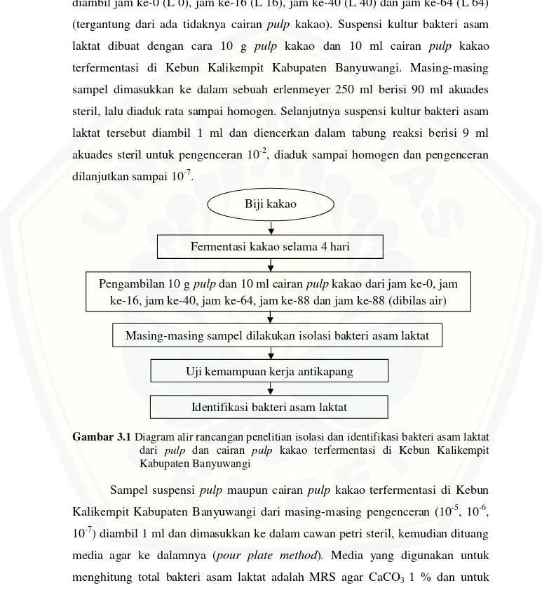 Gambar 3.1 Diagram alir rancangan penelitian isolasi dan identifikasi bakteri asam laktat dari pulp dan  cairan pulp kakao  terfermentasi  di  Kebun Kalikempit Kabupaten Banyuwangi