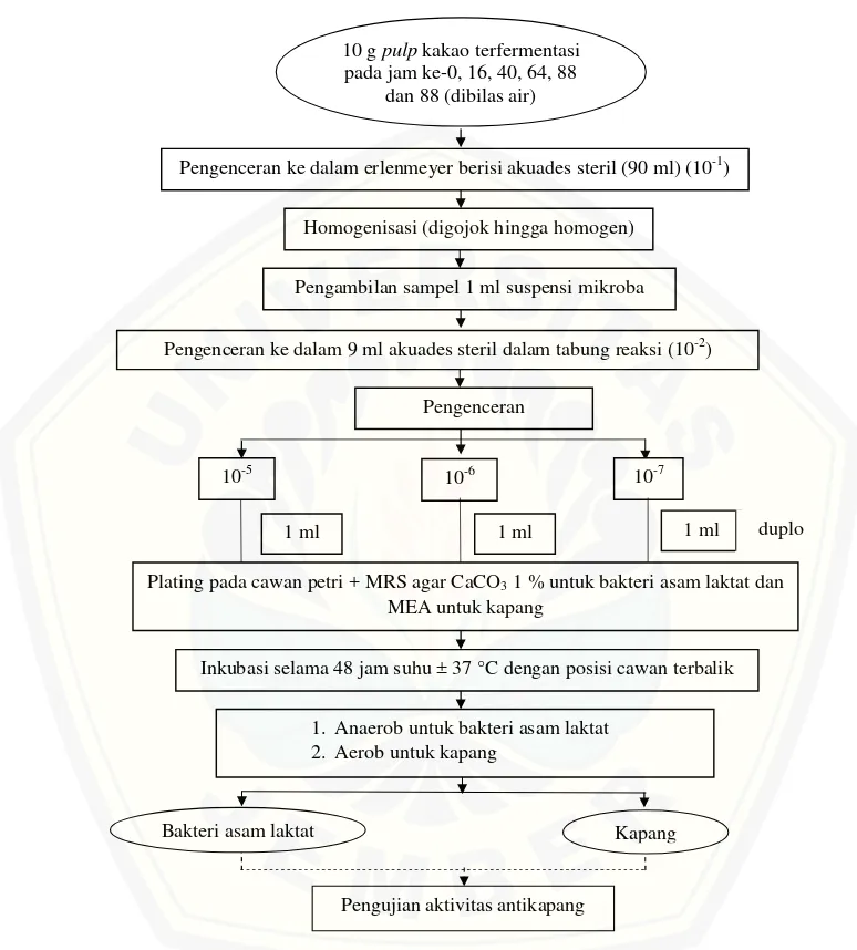 Gambar  3.2 Diagram  alir  penentuan  total  bakteri  asam  laktat  dan isolasi bakteri  asam laktat serta  kapang dari pulp kakao terfermentasi di  Kebun Kalikempit Kabupaten Banyuwangi