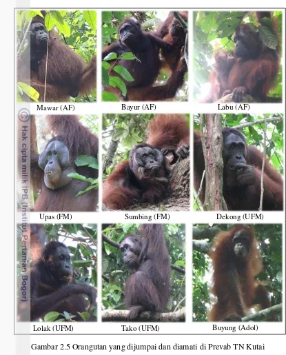 Gambar 2.5 Orangutan yang dijumpai dan diamati di Prevab TN Kutai 