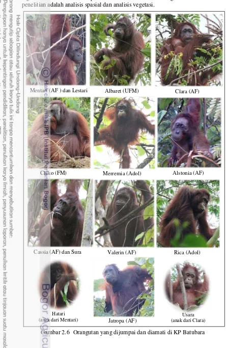 Gambar 2.6  Orangutan yang dijumpai dan diamati di KP Batubara 
