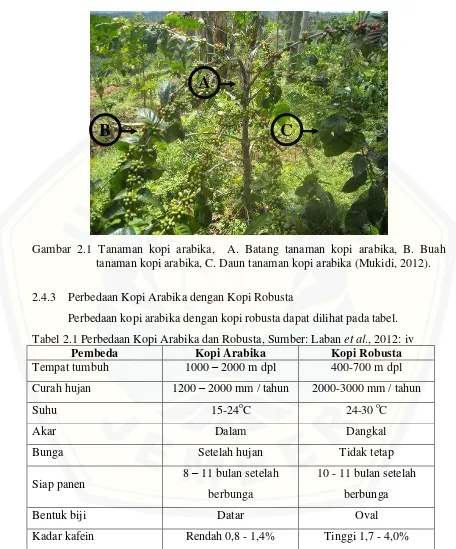 Gambar 2.1 Tanaman kopi arabika,  A. Batang tanaman kopi arabika, B. Buah 