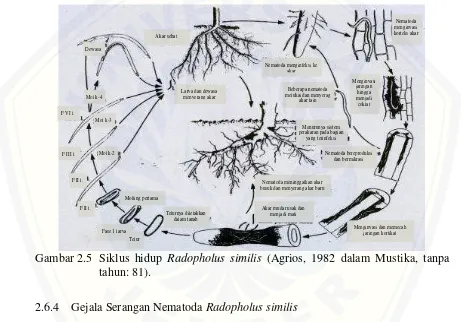 Gambar 2.5 Siklus hidup Radopholus similis (Agrios, 1982 dalam Mustika, tanpa 