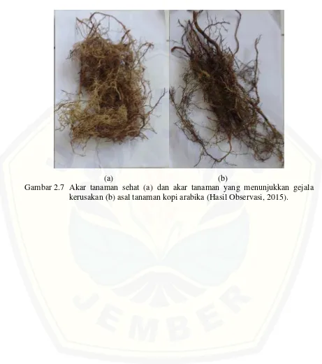 Gambar 2.7 Akar tanaman sehat (a) dan akar tanaman yang menunjukkan gejala 