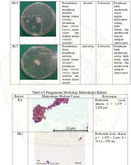Tabel 4.2 Pengamatan Morfologi Mikroskopis Bakteri 