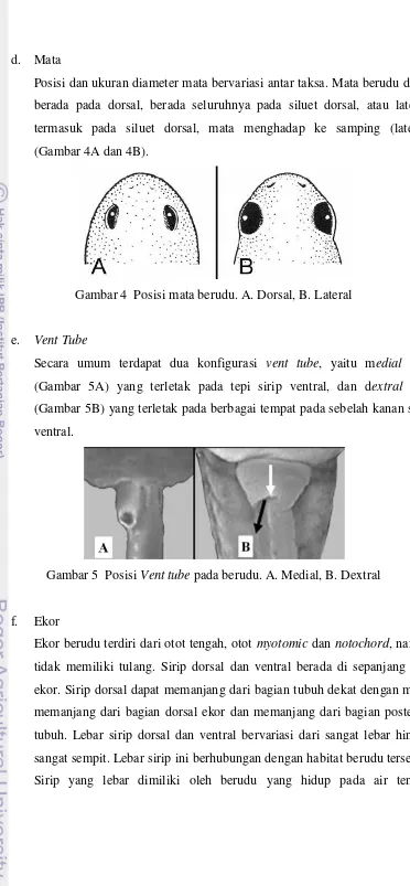 Gambar 5  Posisi Vent tube pada berudu. A. Medial, B. Dextral 