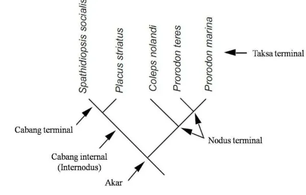 Gambar 7 Pohon filogeni secara umum (Lipscomb 1998) 
