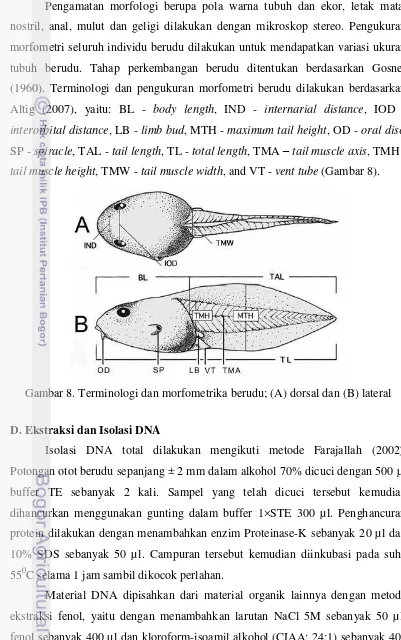 Gambar 8. Terminologi dan morfometrika berudu; (A) dorsal dan (B) lateral 