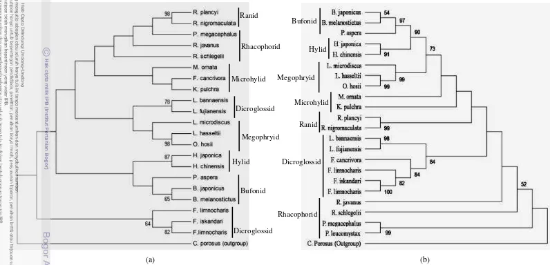 Gambar 10 Hasil rekonstruksi filogeni dengan metode Maximum Parsimony berdasarkan: (a) gen 12S rRNA, (b) gen 16S rRNA