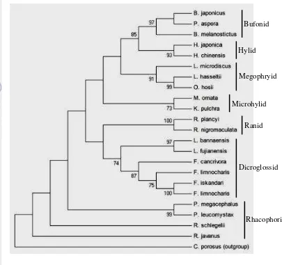 Gambar 11 Hasil rekonstruksi filogeni dengan metode Maximum Parsimony 