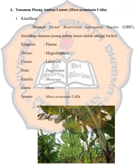 Gambar 2.1 Tanaman pisang ambon lumut (Habitat Tanaman Pisang Ambon Musa acuminata Colla) (Anonim2, 2013)  