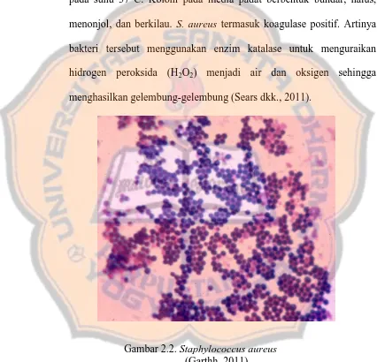 Gambar 2.2. Staphylococcus aureus (Garthh, 2011) 
