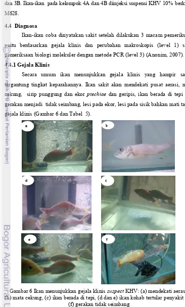 Gambar 6 Ikan menunjukkan gejala klinis suspect(b) mata cekung, (c) ikan berada di tepi, (d dan e) ikan kohab tertular penyakit dan  KHV: (a) mendekati aerasi,  (f) gerakan tidak seimbang   