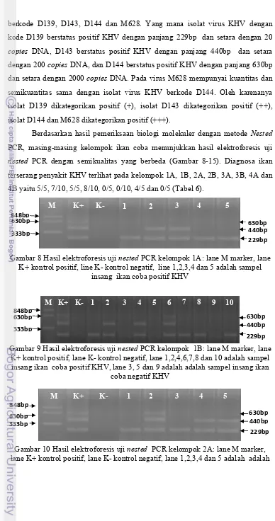Gambar 8 Hasil elektroforesis uji nested PCR kelompok 1A: lane M marker, lane 