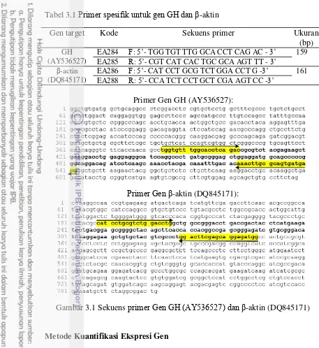Tabel 3.1 Primer spesifik untuk gen GH dan �-aktin 