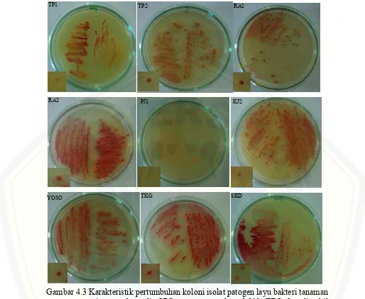 Gambar 4.3 Karakteristik pertumbuhan koloni isolat patogen layu bakteri tanaman   