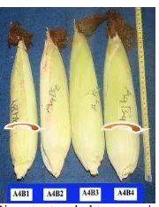 Tabel 9. Bobot tongkol tanaman jagung manis dengan pemberian beberapa dosis  pupuk organik guano dan tithonia