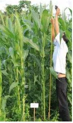 Gambar 1. Tinggi tanaman jagung manis 
