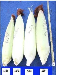 Gambar 5. Panjang tongkol berkelobot tanaman jagung  manis Pada proses pembuahan unsur hara yang paling 