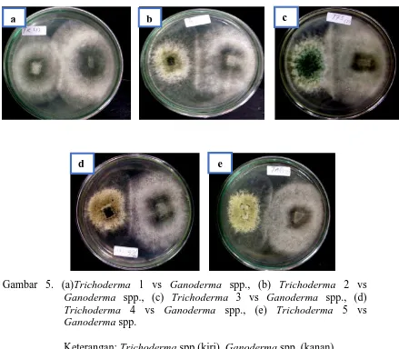 Gambar 5. (a)Trichoderma 1 vs Ganoderma spp., (b) Trichoderma 2 vs Ganoderma spp., (c) Trichoderma 3 vs Ganoderma spp., (d) 
