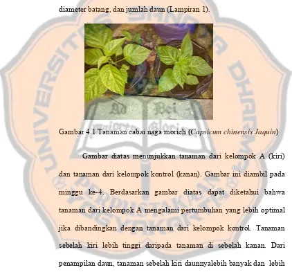 Gambar 4.1 Tanaman cabai naga morich (Capsicum chinensis Jaquin)