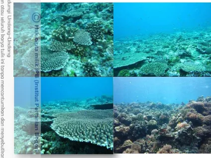 Gambar 6 Kondisi terumbu karang di lokasi DPL (zona inti) 