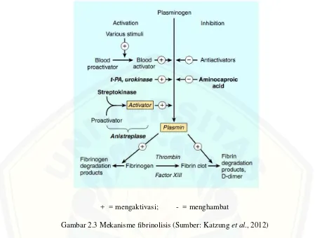 Gambar 2.3 Mekanisme fibrinolisis (Sumber: Katzung et al., 2012) 