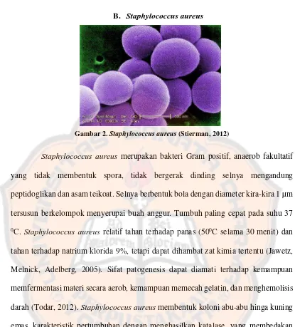 Gambar 2. Staphylococcus aureus (Stierman, 2012) 