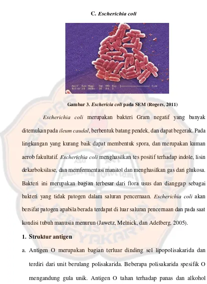 Gambar 3. Eschericia coli pada SEM (Rogers, 2011) 