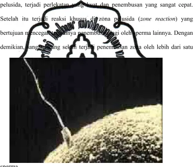 Gambar 2.1. Spema yang Memasuki Ovum 