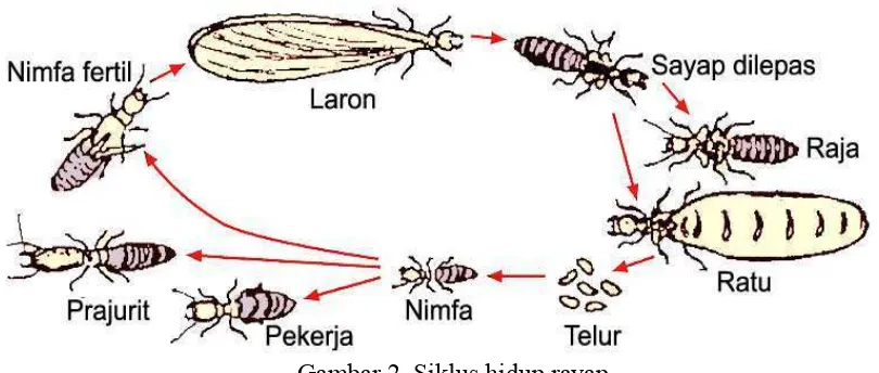 Gambar 2. Siklus hidup rayap 