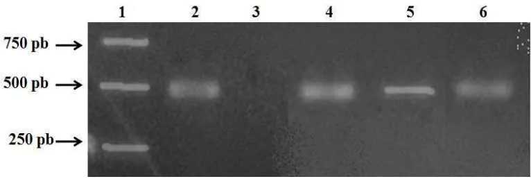 Gambar 3 Hasil analisis PCR dengan primer spesifik UbiQF-NosTR. 1 = Marker 1 kb;                2 = tunas non transgenik (tipe liar); 3 = pIG6-MaMt2 (kontrol positif);                 4-10 = tunas transgenik putatif