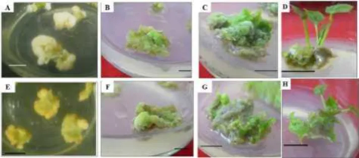 Gambar 2 Perkembangan eksplan pada media SR. A-D: eksplan non transgenik di media non selektif; E-H: eksplan transgenik putatif di media selektif; (A) hari ke-1; (B) hari ke-7; (C) Tonjolan calon tunas; (D) tunas lengkap setelah hari ke-14; (E) hari ke-1; 