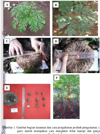 Gambar 1. Gambar bagian tanaman dan cara pengukuran peubah pengamatan. (A) 