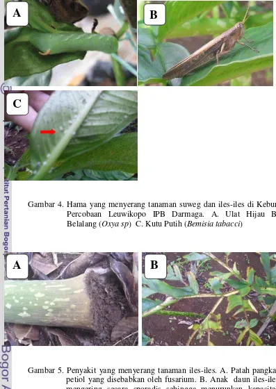Gambar 4. Hama yang menyerang tanaman suweg dan iles-iles di Kebun 