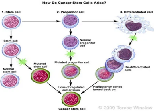 Gambar 2.3. Cancer Stem Cell Dikutip dari: Winslow, T., 2009. Cancer Stem Cell. U.S: National Institute of Health