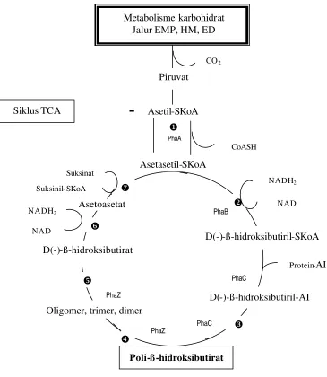 Gambar 3  Lintasan umum biosintesis dan degradasi PHB oleh mikroba   (Ralstonia eutropha, Azotobacter beijerinckii) (Lafferty et al.1988)