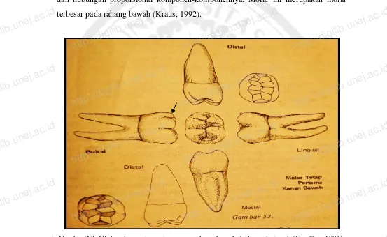 Gambar 2.2. Gigi molar pertama permanen rahang bawah dari segala aspek (Geoffrey,1996)