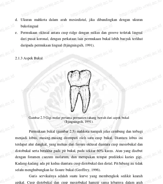 Gambar 2.5 Gigi molar pertama permanen rahang bawah dari aspek bukal  http://digilib.unej.ac.idhttp://digilib.unej.ac.id 