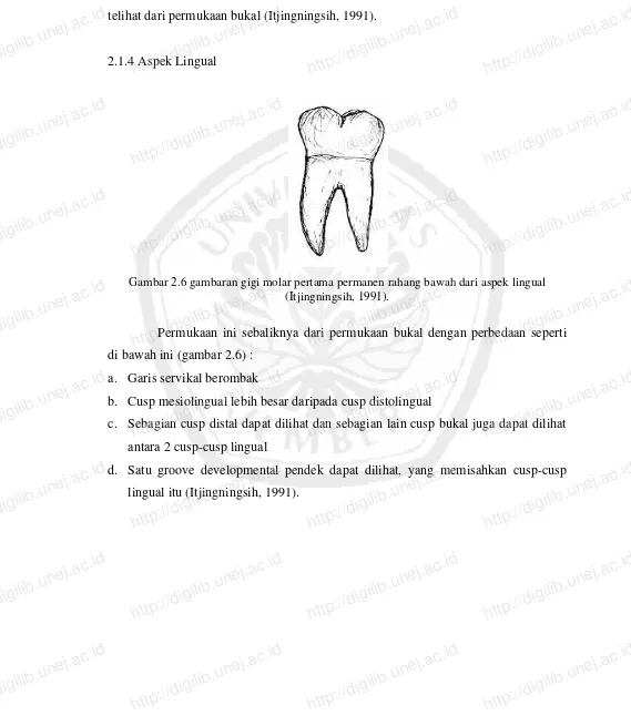 Gambar 2.6 gambaran gigi molar pertama permanen rahang bawah dari aspek lingual (Itjingningsih, 1991)