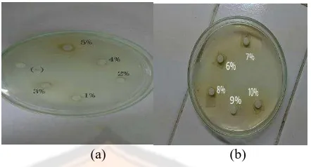 Gambar 3. Uji aktivitas antibakteri minyak daun sirih hijau, (a) minyak konsentrasi 1-5% dan kontrol negatif (etanol 95%), (b) minyak konsentrasi 6-