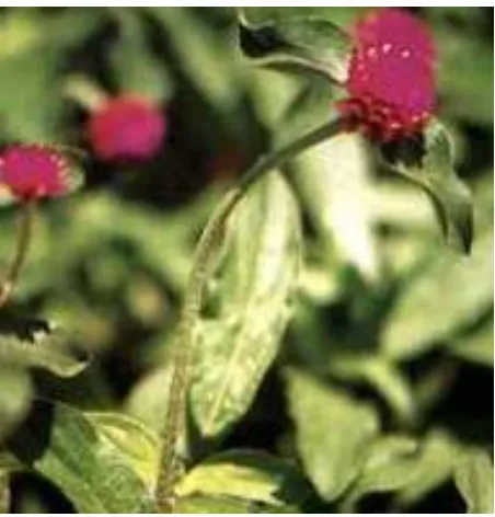 Gambar 2  Tanaman bunga knop (Gomphrena globosa L.) 