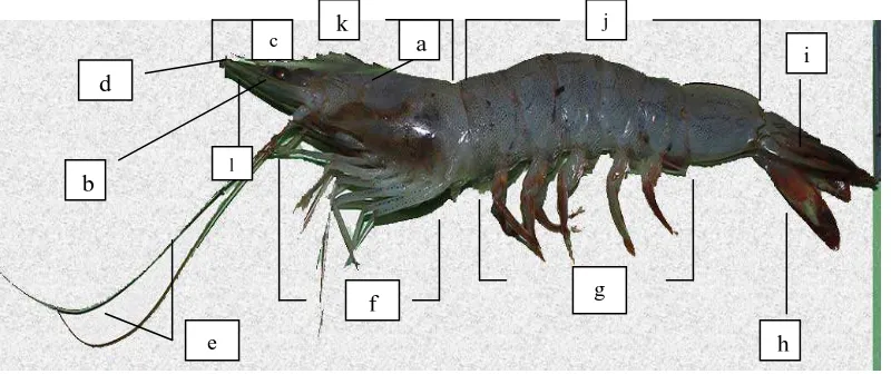 Gambar 2. Morfologi udang putih P. merguiensis de Man (a) karapas                   (b) mata (c) rostum (d) antena (e) antenula (f) kaki jalan (g) kaki renang (h) telson (i) uropod (j) abdomen (k) sefalotoraks                      (l) skafoserit