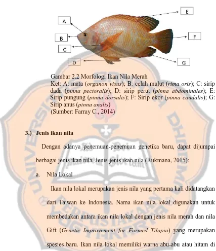Gambar 2.2 Morfologi Ikan Nila Merah Ket: A: mata (organon visus); B: celah mulut (