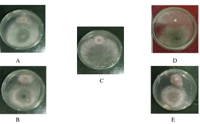 Gambar 3. Uji Antagonis Trichoderma spp. Endofitik (A) AT1 (Tandem Hilir), (B) AT2 (Tandem Hulu), (C) AT3 (Kuala Madu), (D) AT4 (Bulu Cina), (E) AT5 (Sei Semayang)
